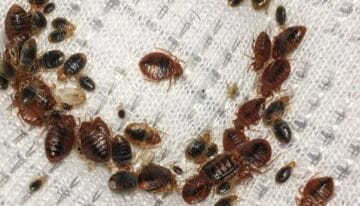 22بق الفراش22 يثير الذعر في المغرب بعد اكتشافه على متن سفينة قادمة من فرنسا