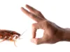 Control cockroaches