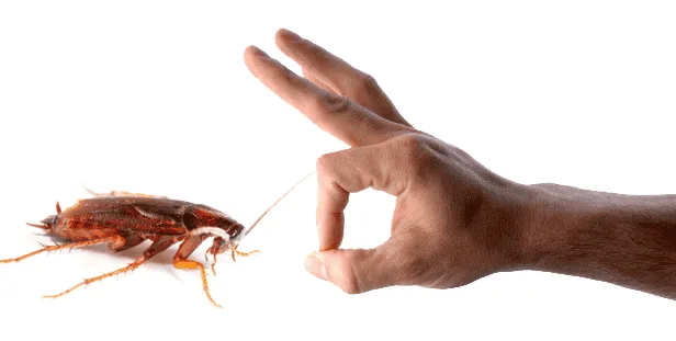 Control cockroaches