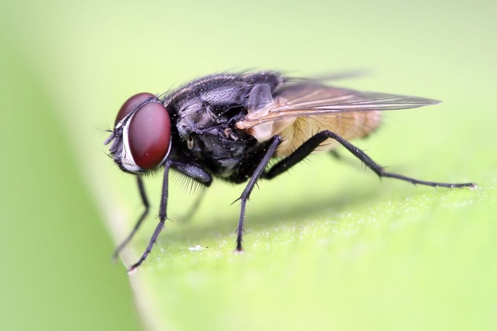 Housefly on a leaf crop
