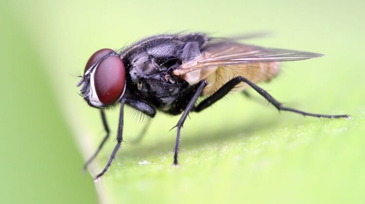 Housefly on a leaf crop