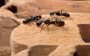 advantagepestcontrol spring visits from carpenter ants 1200x750 1