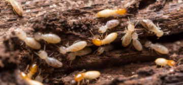 f397d6e5 2ca1 4497 96ba e285fe788967 1000x470 2