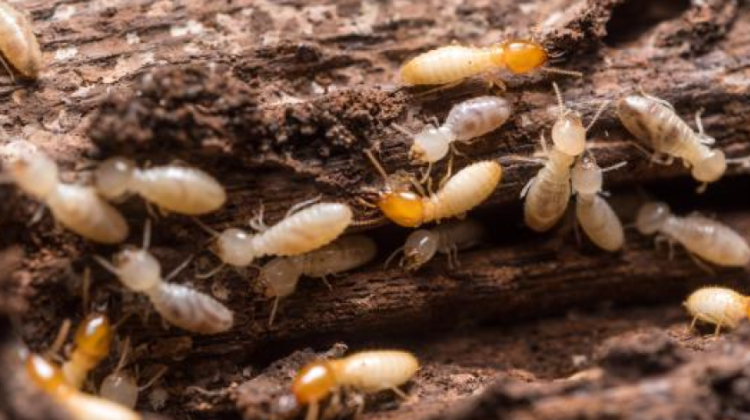 f397d6e5 2ca1 4497 96ba e285fe788967 1000x470 2