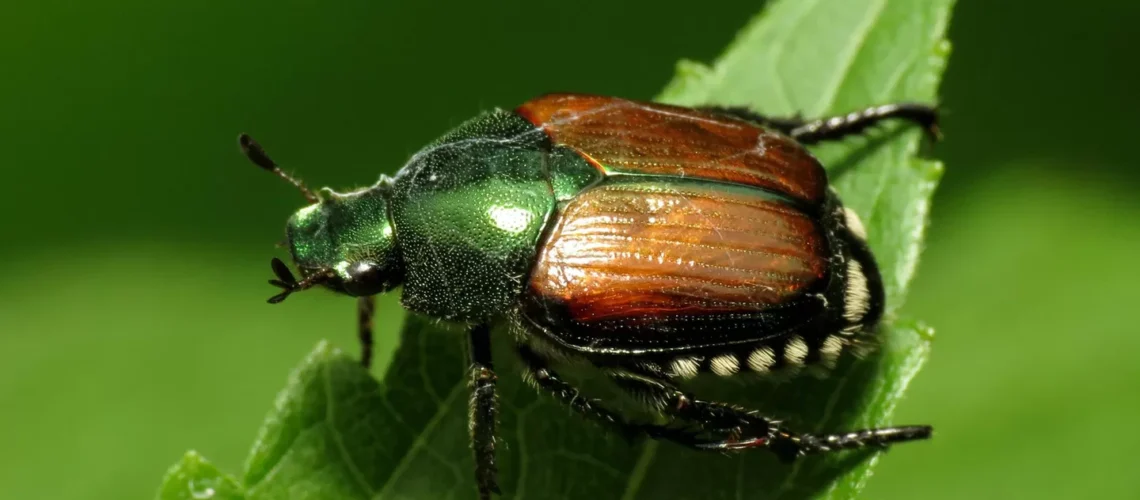 tlc.japanese beetle katja schulz flickr edited