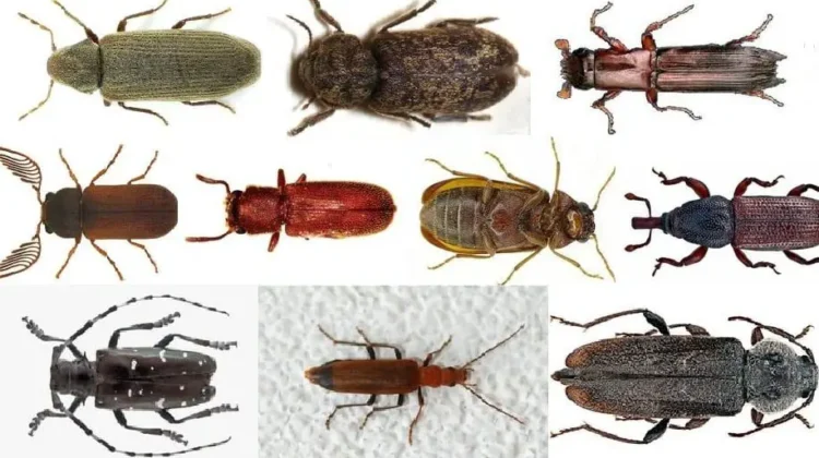 أنواع سوس الخشب وأشكاله والضرر الناتج عنه