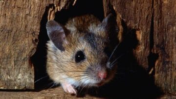 افضل شركة مكافحة الفئران في ابوظبي شركة الابداع 1024x576 1024x576 1