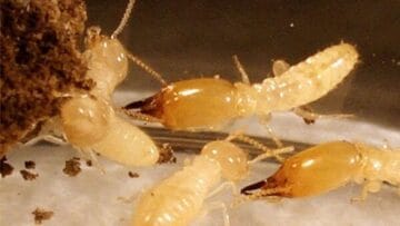 النمل الأبيض 1