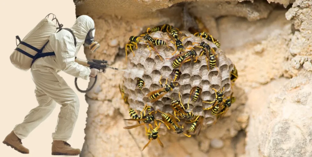 تأثير العوامل البيئية على انتشار الدبابير في المنازل e1740235246594