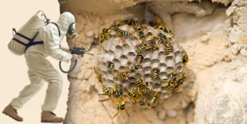 تأثير العوامل البيئية على انتشار الدبابير في المنازل e1740235246594