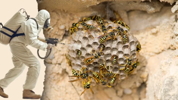 تأثير العوامل البيئية على انتشار الدبابير في المنازل e1740235246594