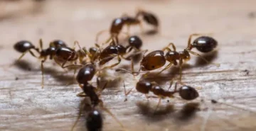 شركة مكافحة نمل أسود بالدمام