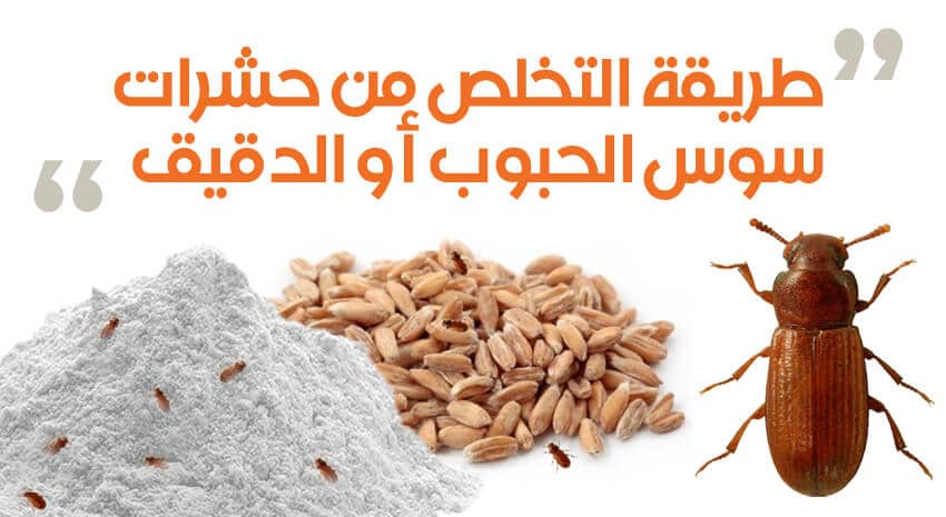 طريق التخلص من حشرات سوس الحبوب او الدقيق 1 1