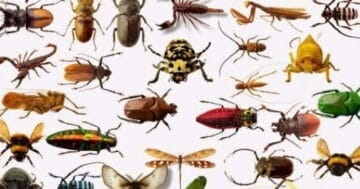 أنواع الحشرات 1