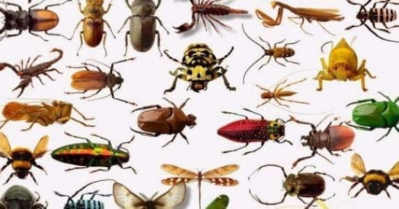 أنواع الحشرات 1