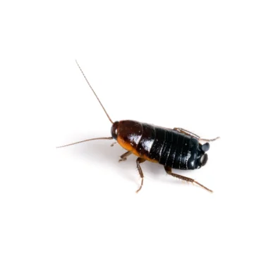 Canva Blatta orientalis female black cockroach aka Oriental 2048x2048 1 1