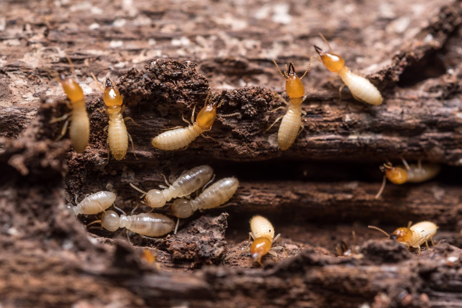 Termites on wood 1536x1025 1 1