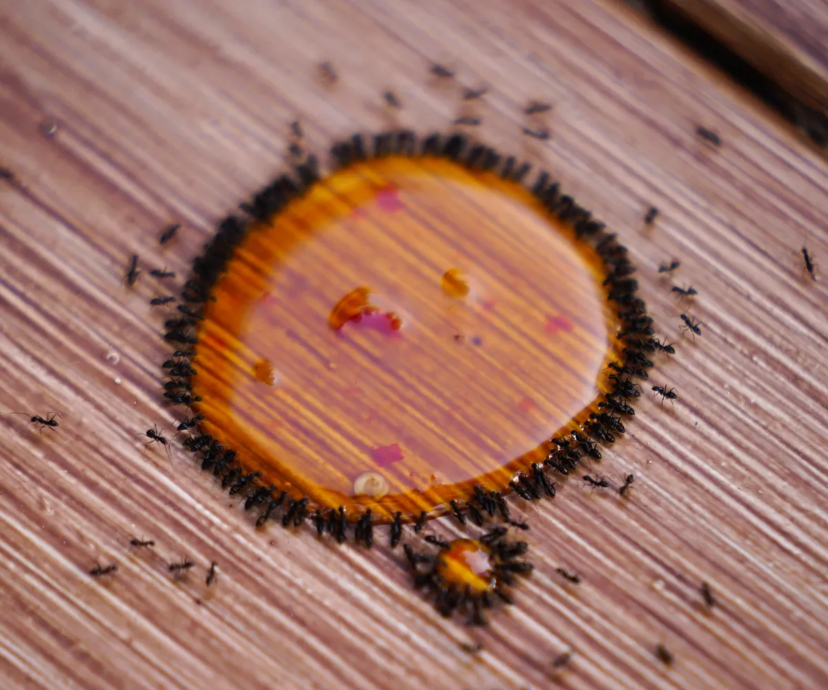 ants surrounding honey 1