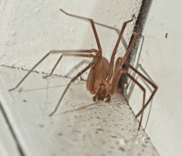 brown recluse spider 1