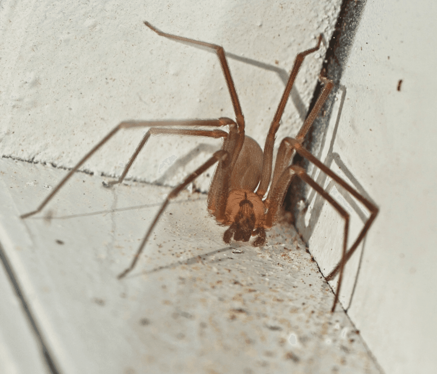 brown recluse spider 1