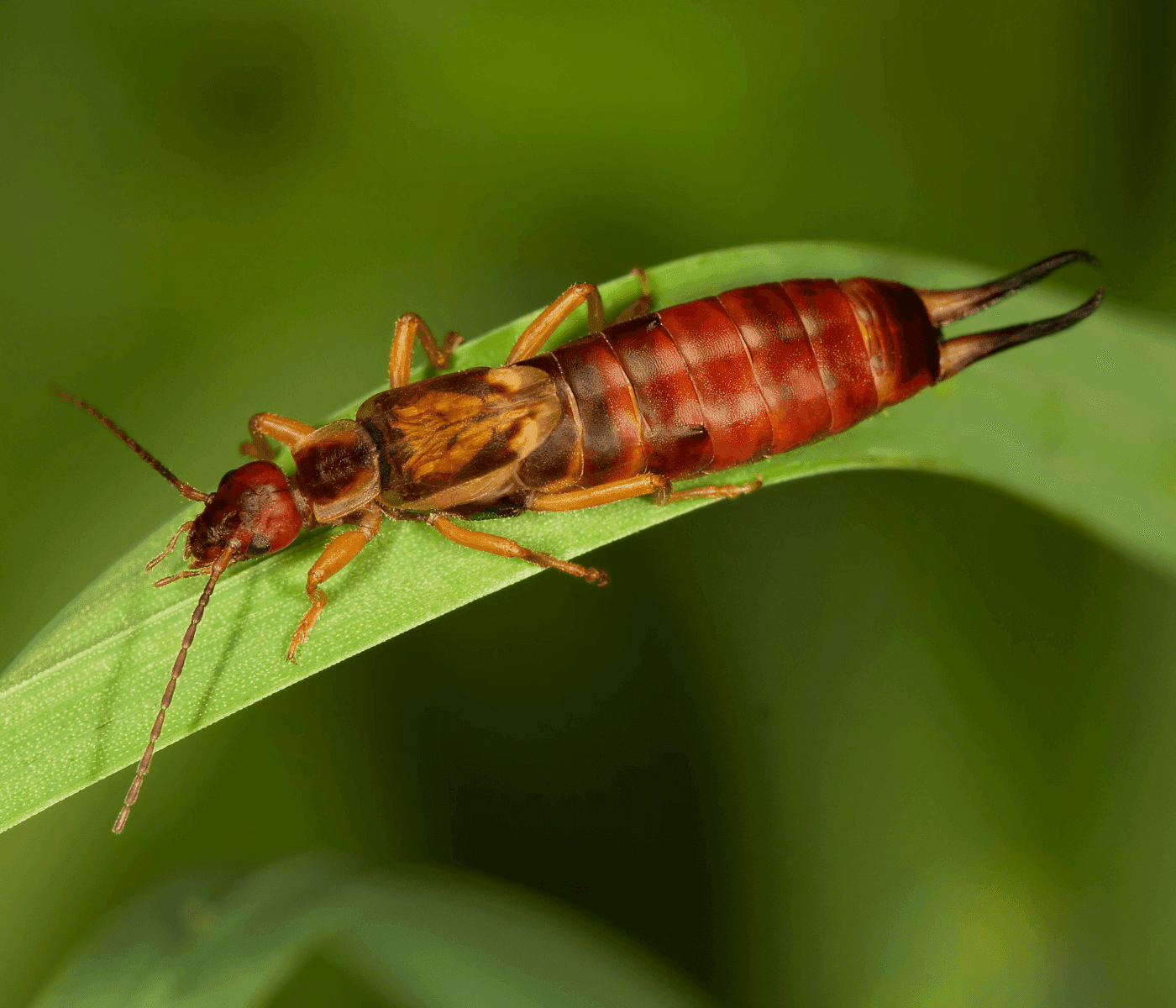 earwig on leaf 1