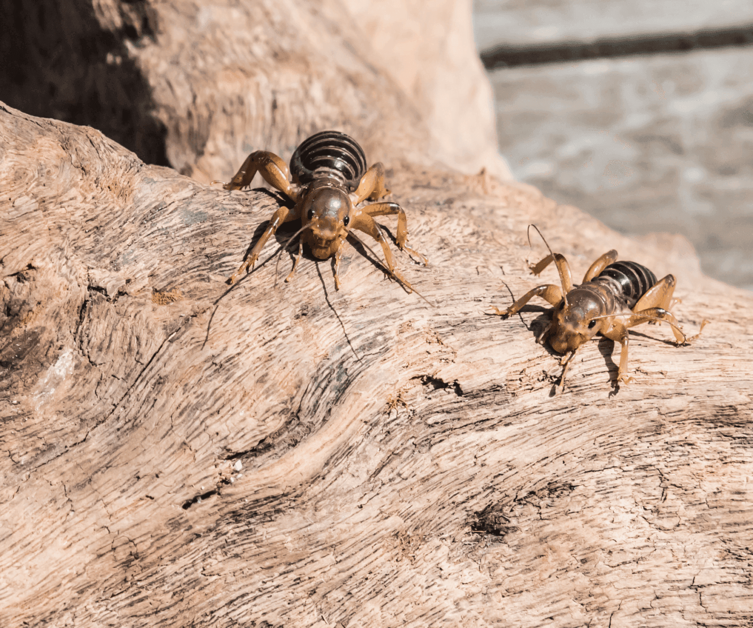 jarusalem cricket on log 1536x1280 1 1