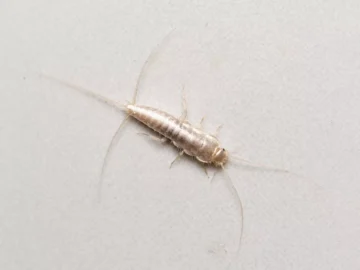 silverfish b0a13f474df547afb9b0a6b7e917c6d1 1
