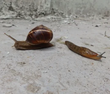 snail and slug on concrete 1
