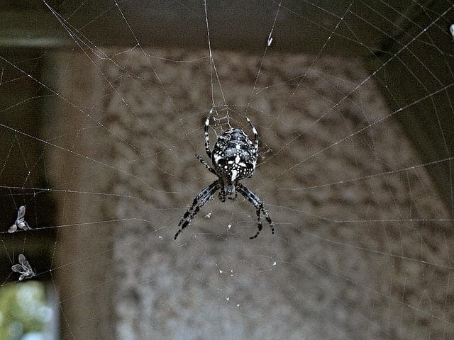 spider 111967 640 1