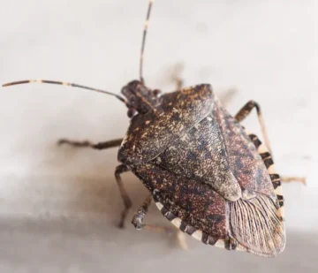 stink bugs 1