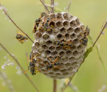wasp nest with wasps on it 1