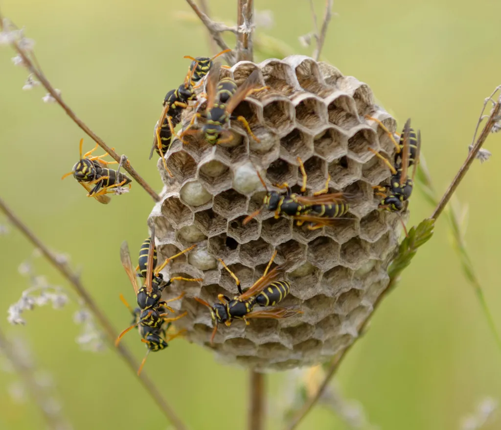 wasp nest with wasps on it 1