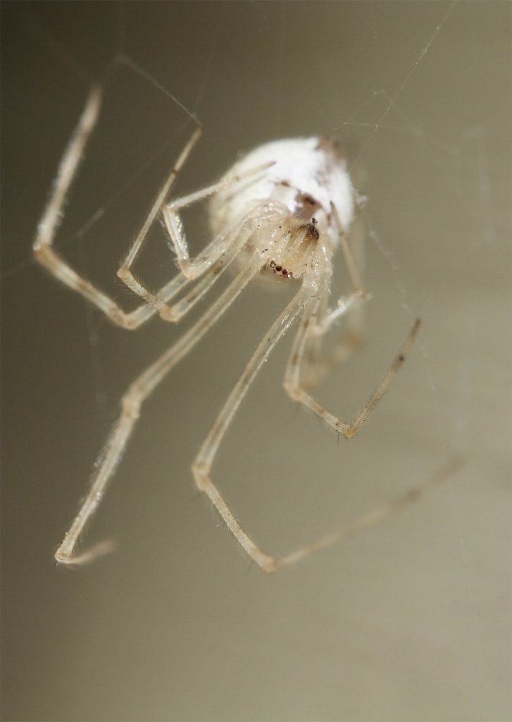 الارملة البيضاء