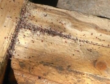 wood mites on wall 1