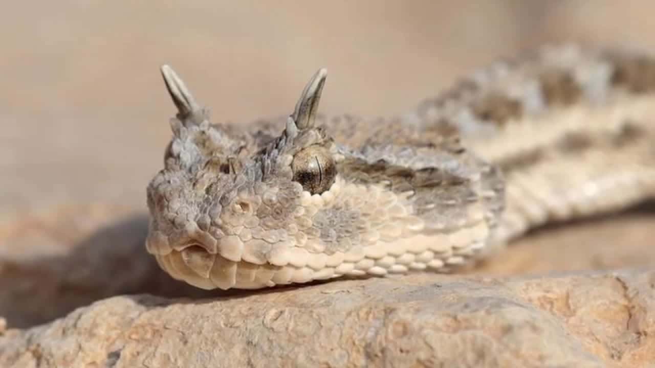 ثعبان الطريشة 1