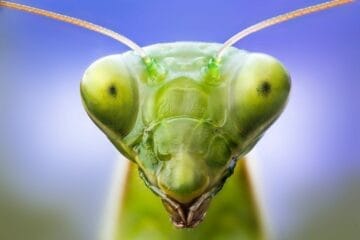 12310530 Praying mantis head 1