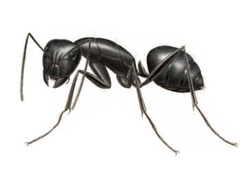 black ANT