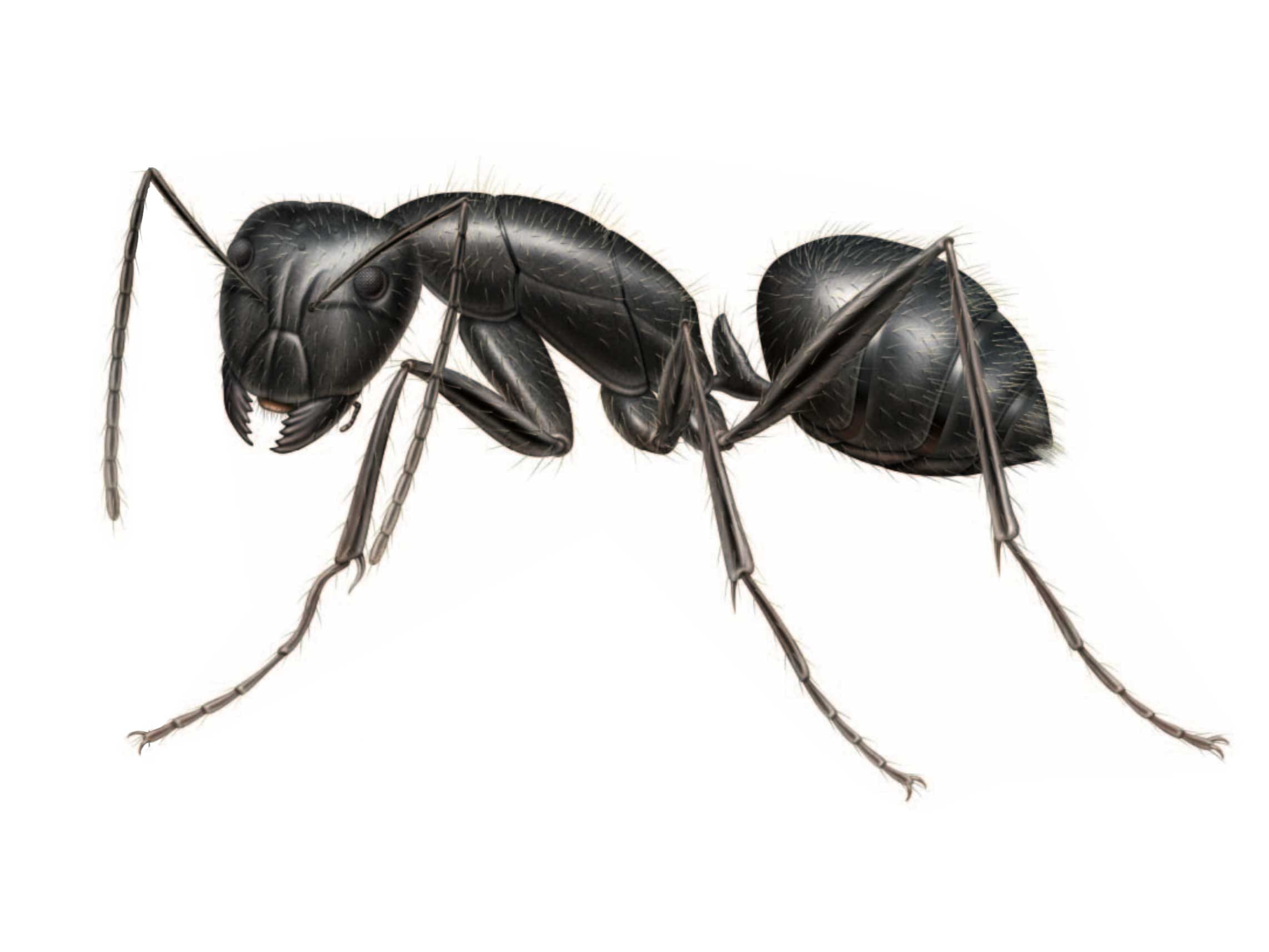 black ANT