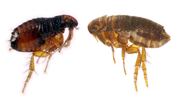 Cat flea vs dog flea 1