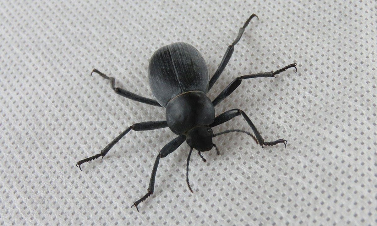 Egyptian Beetle 1 1