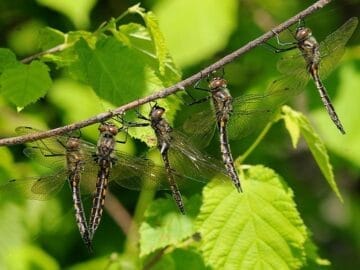 a lot of dragonflies 1
