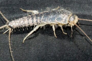 common mistakes we make with silverfish 1