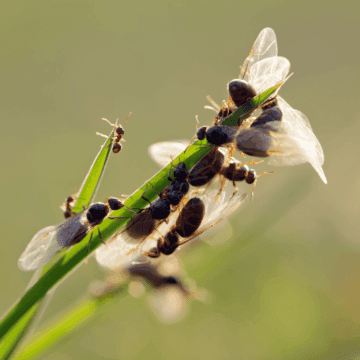 flying ants on plants 1536x1536 1 1