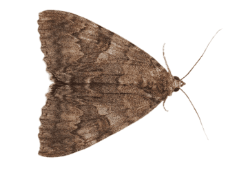 moth 1
