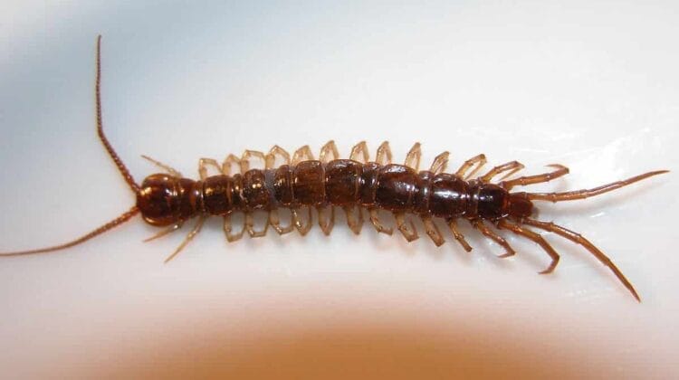 1200px Lithobius forficatus 1