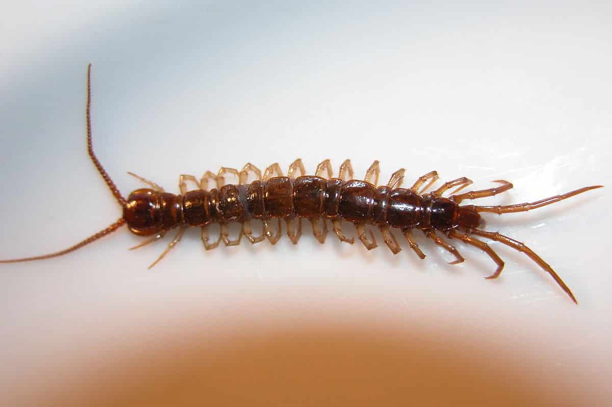 1200px Lithobius forficatus 1