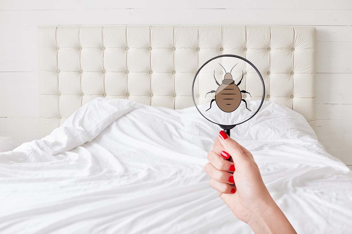 7 Critical Tips for Preventing a Bed Bug Infestation 1