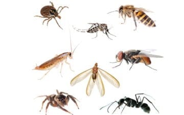 BUG A 1