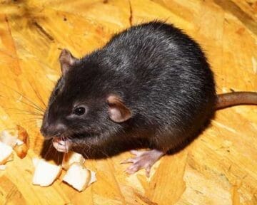 Blurb Rodent 1