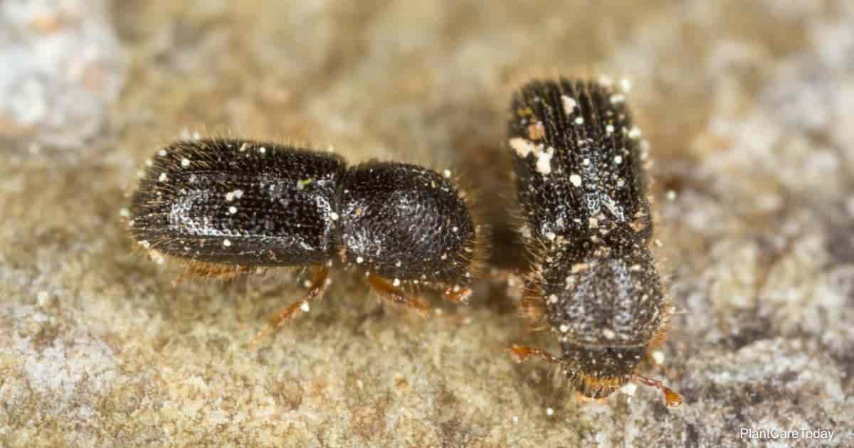 LHF 50236 ambrosia beetle control t1 min 1